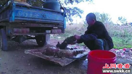 佛山当街烘烤活猫狗