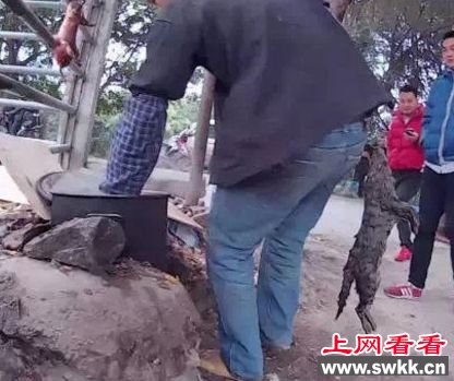 佛山当街烘烤活猫狗