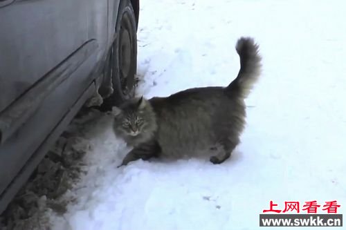 流浪猫寒冬用身体温暖弃婴救其命获赞英雄（图）