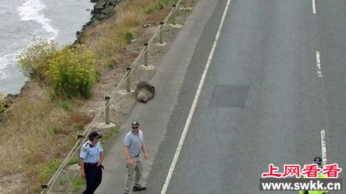 小海豹在澳大利亚公路晒日光浴引交通中断（图）