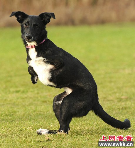 英国狗狗天生前腿短小走路像袋鼠