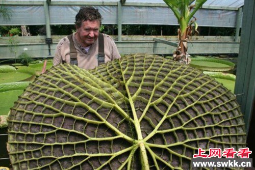 亚马逊睡莲