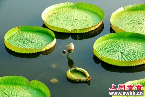 亚马逊睡莲
