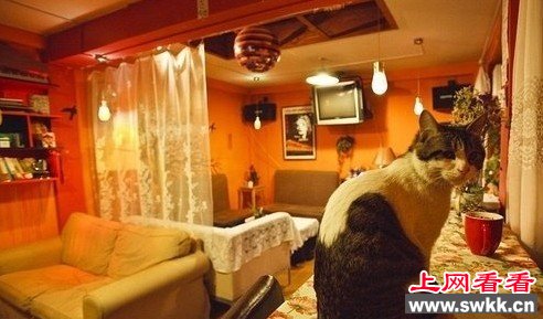 动物咖啡厅,猫咪咖啡厅