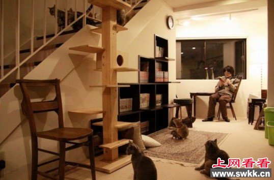动物咖啡厅,猫咪咖啡厅