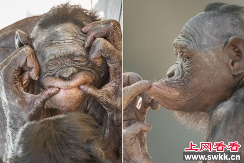 英国摄影师捕捉搞笑瞬间：黑猩猩对镜头扮鬼脸