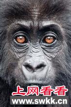日本研究人员在中国台湾发现亚洲第4类猿人 图