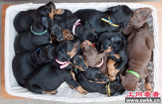 英国杜宾犬妈妈一窝产下14只狗崽