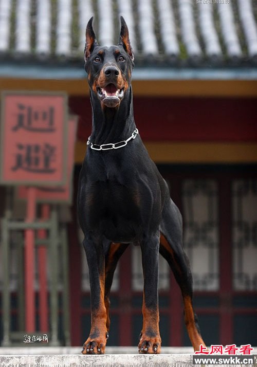 英国杜宾犬妈妈一窝产下14只狗崽