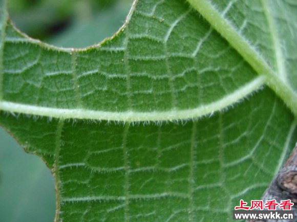 澳大利亚现世界最毒树金皮树
