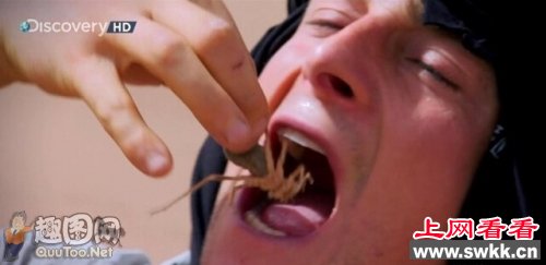 站在食物链顶端的男人-贝爷
