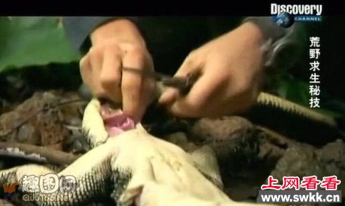 站在食物链顶端的男人-贝爷