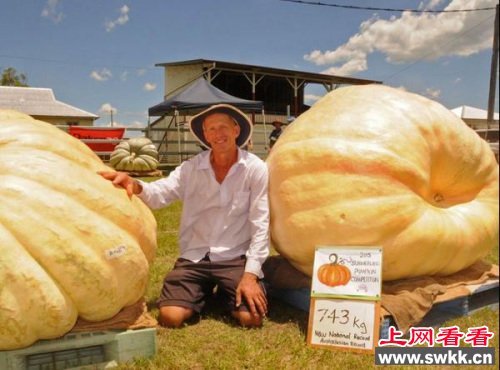  澳大利亚最大南瓜纪录打破农夫种出753公斤重南瓜