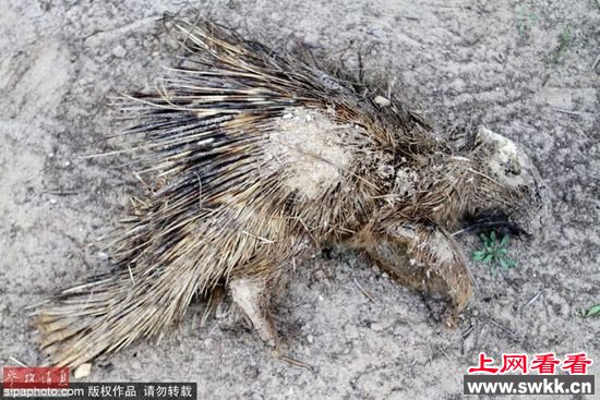 加沙动物园狮子老虎饿死成干尸 图