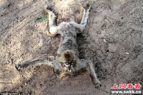 加沙动物园狮子老虎饿死成干尸 图