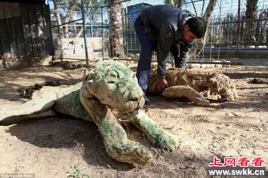 加沙动物园狮子老虎饿死成干尸 图