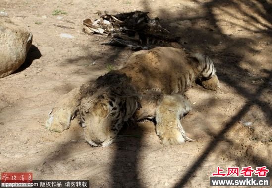 加沙动物园狮子老虎饿死成干尸 图