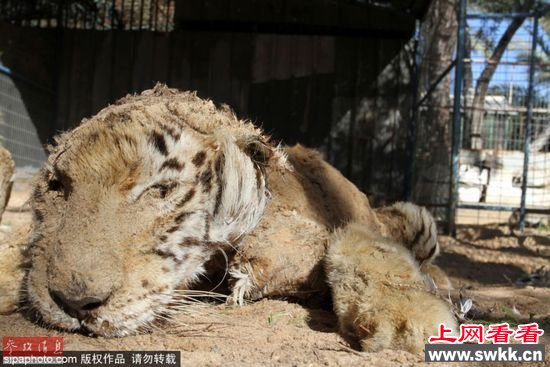 加沙动物园狮子老虎饿死成干尸 图