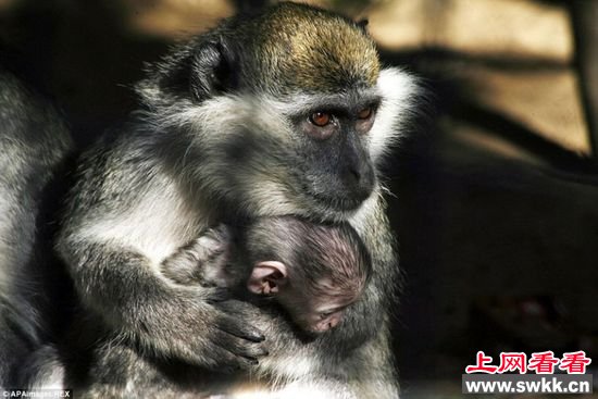 加沙动物园狮子老虎饿死成干尸 图