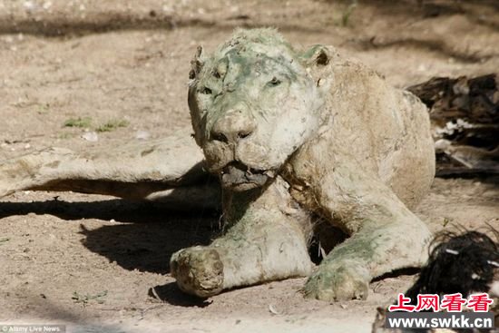 加沙动物园狮子老虎饿死成干尸 图
