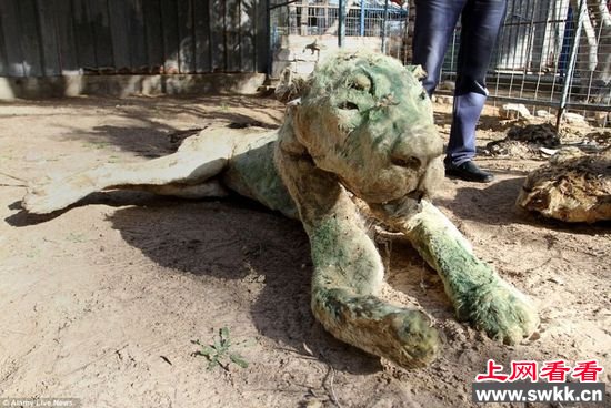 加沙动物园狮子老虎饿死成干尸 图