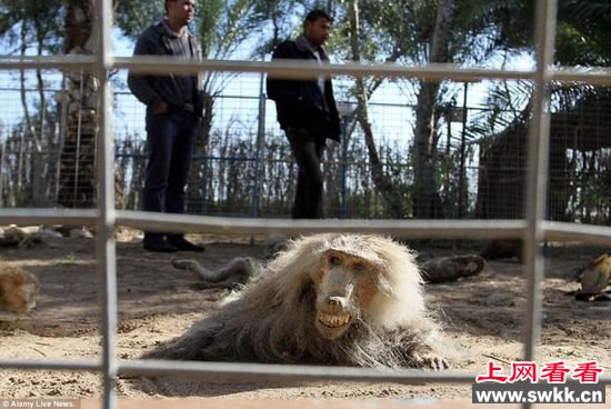 加沙动物园狮子老虎饿死成干尸 图
