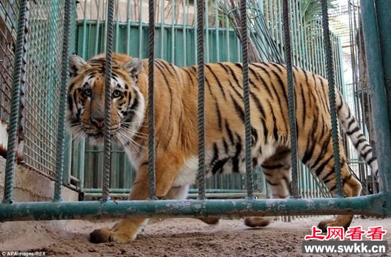 加沙动物园狮子老虎饿死成干尸 图