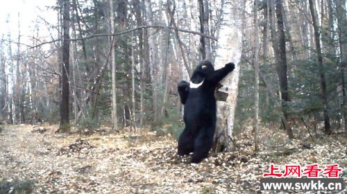 俄罗斯黑熊蹭痒秀“热舞”视频引网友围观（图）