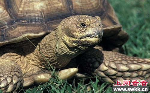 命运坎坷：英国一只乌龟2天内接连被偷2次（图）