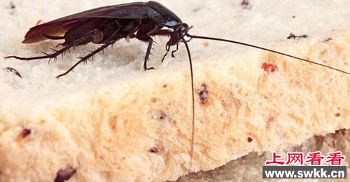 澳大利亚一素食餐厅以“不杀生”为由拒除蟑螂
