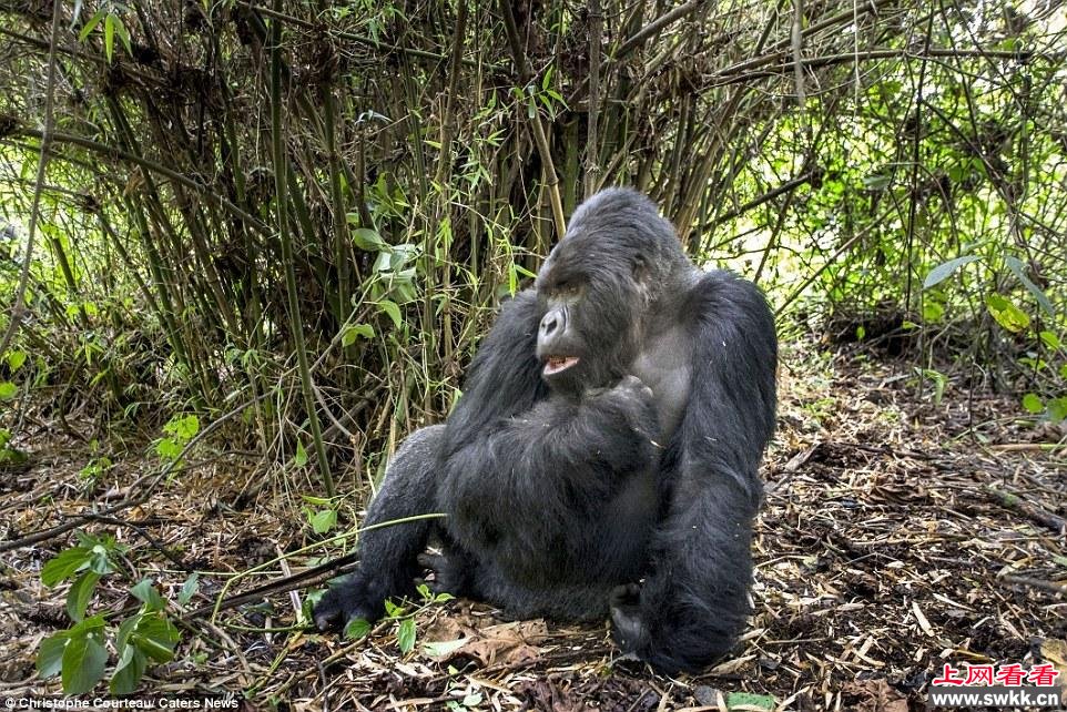 摄影师探访山地大猩猩遭袭击