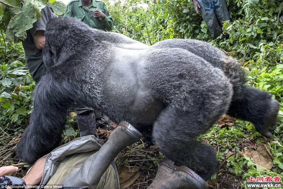 摄影师探访山地大猩猩遭袭击