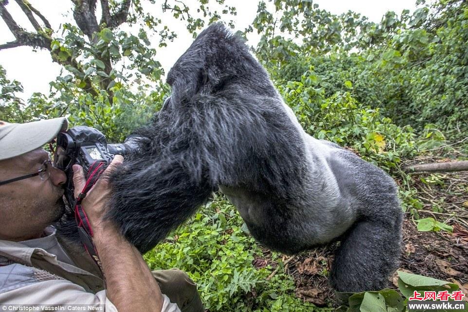 摄影师探访山地大猩猩遭袭击