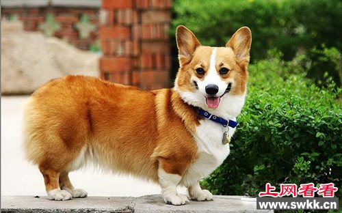 英女王爱犬被列“脆弱品种”登记不足300只（图）