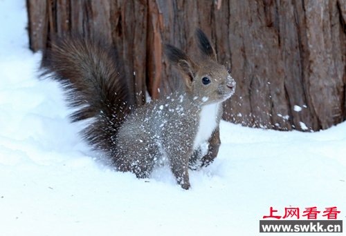 虾夷栗鼠在雪中“探险”天气越冷耳毛越长（图）