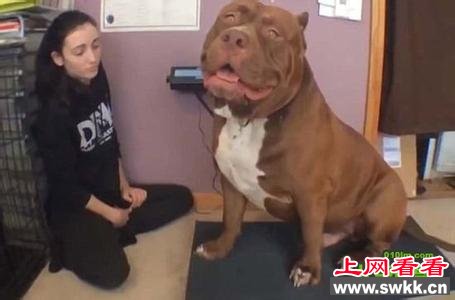 世界最大斗牛犬