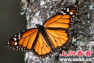 美国25年中近10亿帝王蝶消失将被列入濒危物种