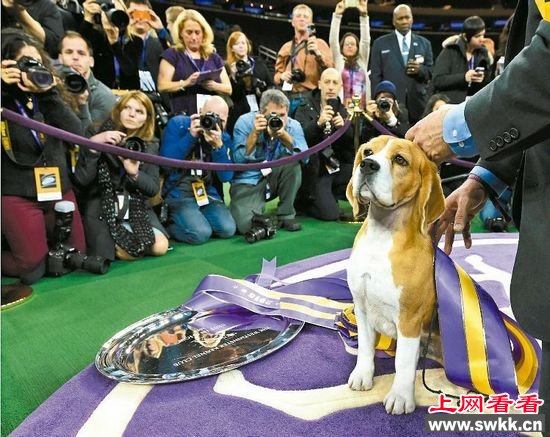 纽约举行西敏犬展3岁小猎犬“P小姐”夺冠（图）