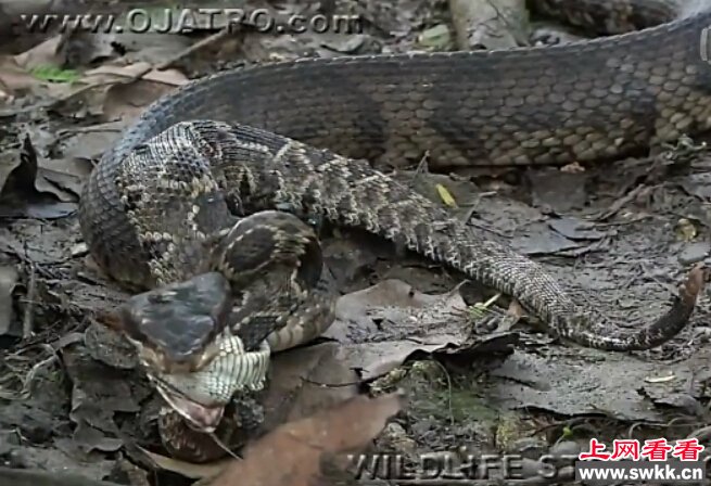 世上最毒两蛇水蝮蛇响尾蛇相斗