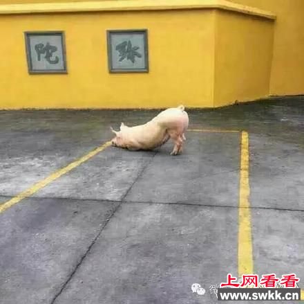 浙江温州永嘉县猪到寺院跪拜 图