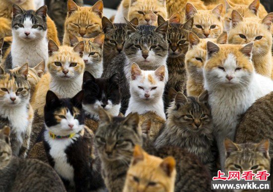 日本“猫岛”上猫比人多吸引大批游客慕名看猫（图）