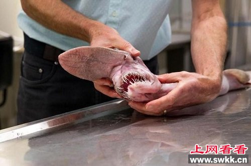 澳大利亚深海怪鲨：长尖鼻子满口利齿似匕首