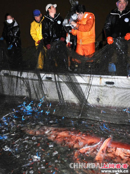 日本渔民捕到罕见荧光乌贼