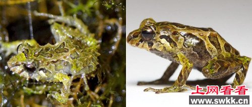 安第斯山脉现“摇滚蛙”：皮肤带刺可变形（图）