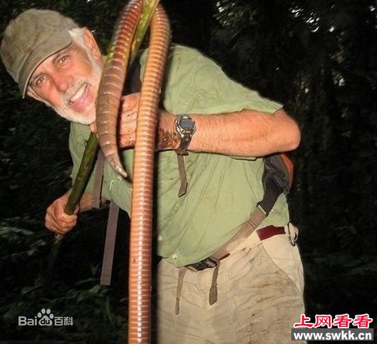 巨型动物之巨型蚯蚓南美森林巨型蚯蚓长度约5英尺