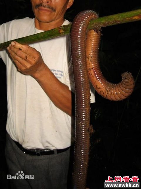 巨型动物之巨型蚯蚓南美森林巨型蚯蚓长度约5英尺