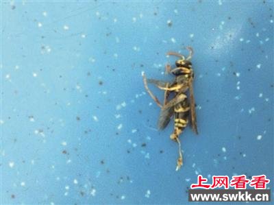 宁波小伙被黄蜂蜇一口晕倒 转三家医院保住性命