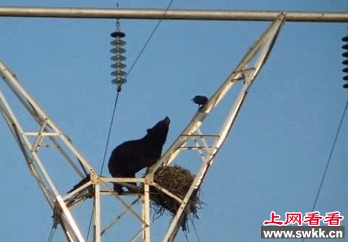 黑熊饿晕不顾危险爬高压电杆偷吃鸟蛋（图）