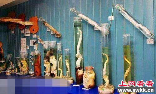 冰岛的阳具博物馆