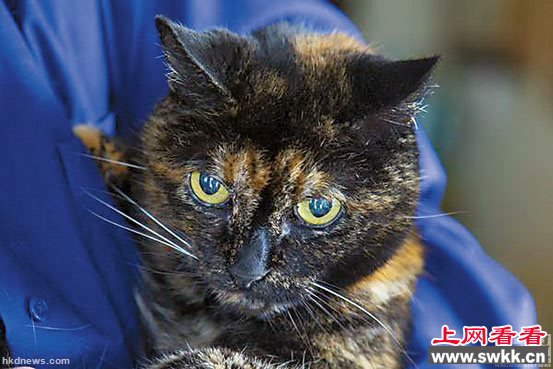 球最老的猫“蒂法尼二世”逝世，终年27岁。